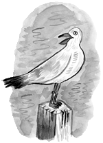 Moonpenny Island seagull